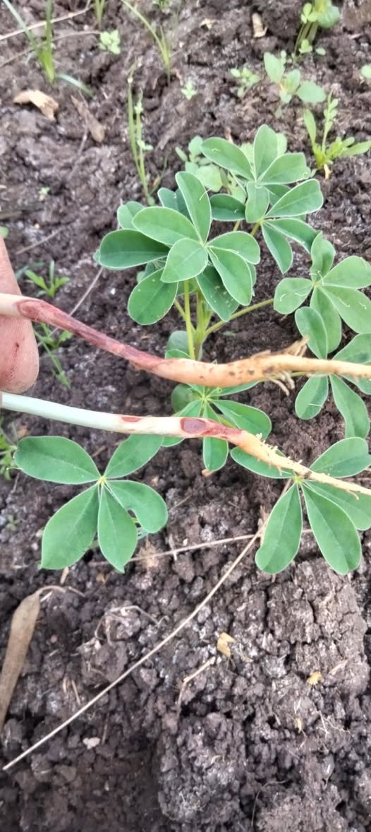 ده في الترمس